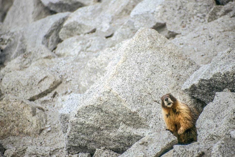 Free Image of Curious Marmot 