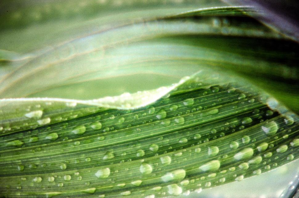 Free Image of Dew drops 