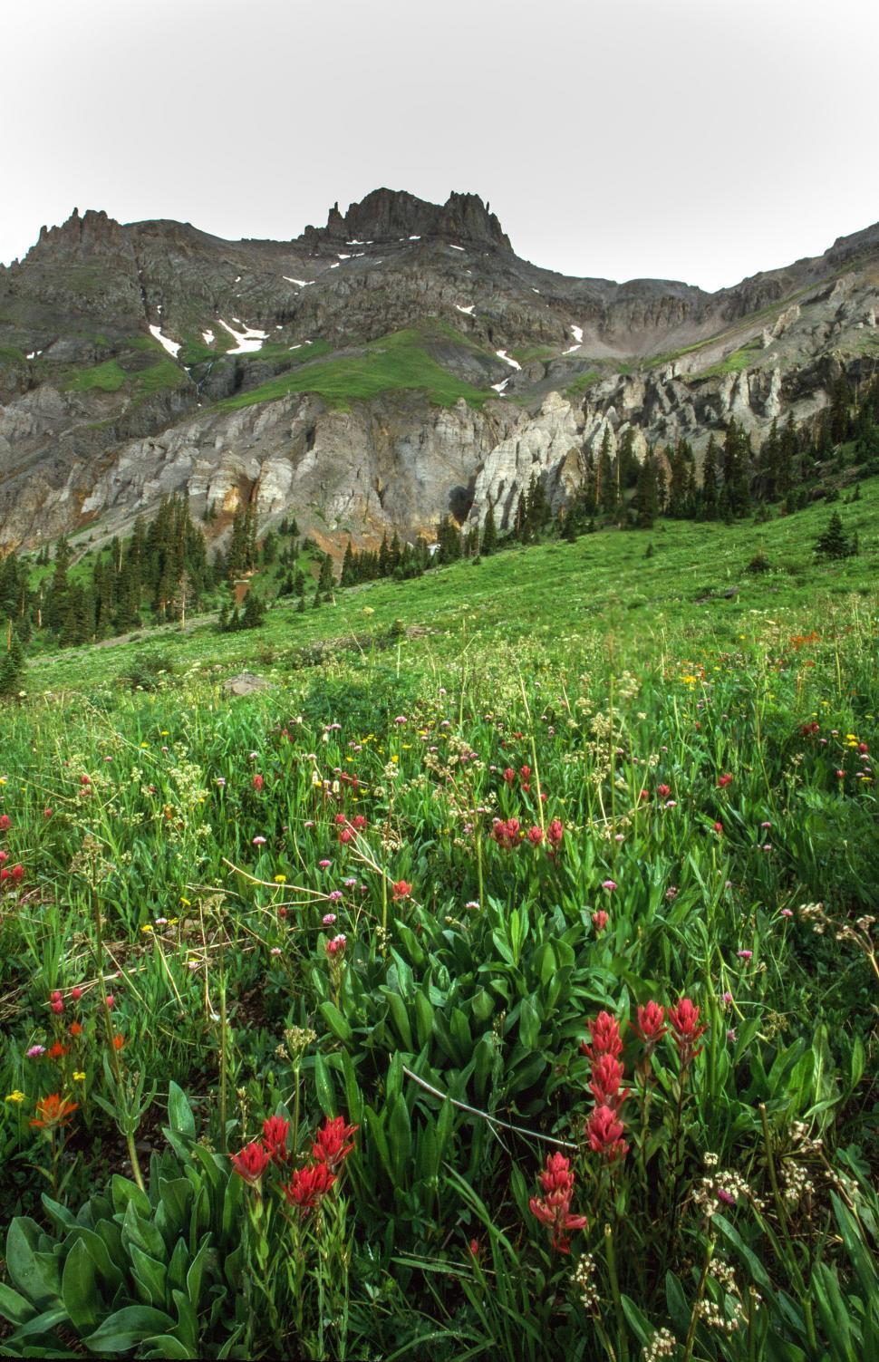 Free Image of Uncompahgre National Forest 