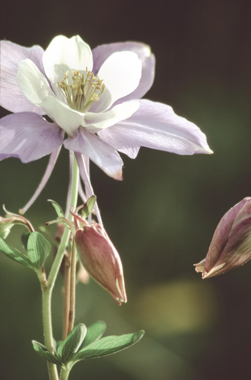 Free Image of White and lavender columbine 
