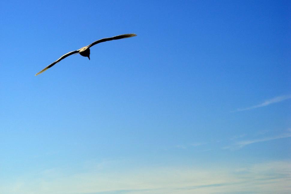 Free Image of Seattle Seagull 