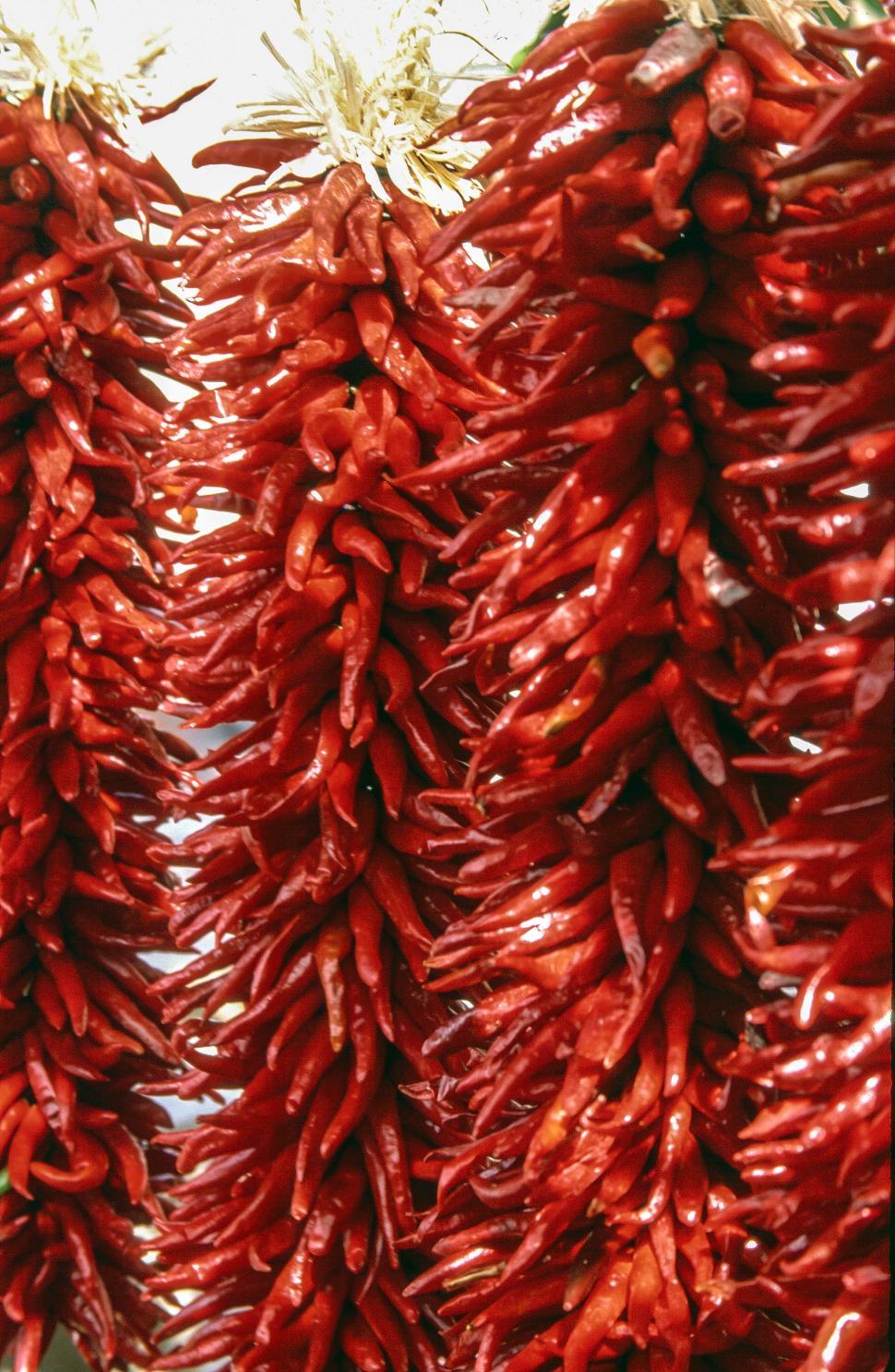 Download Free Stock Photo of Red chillies 