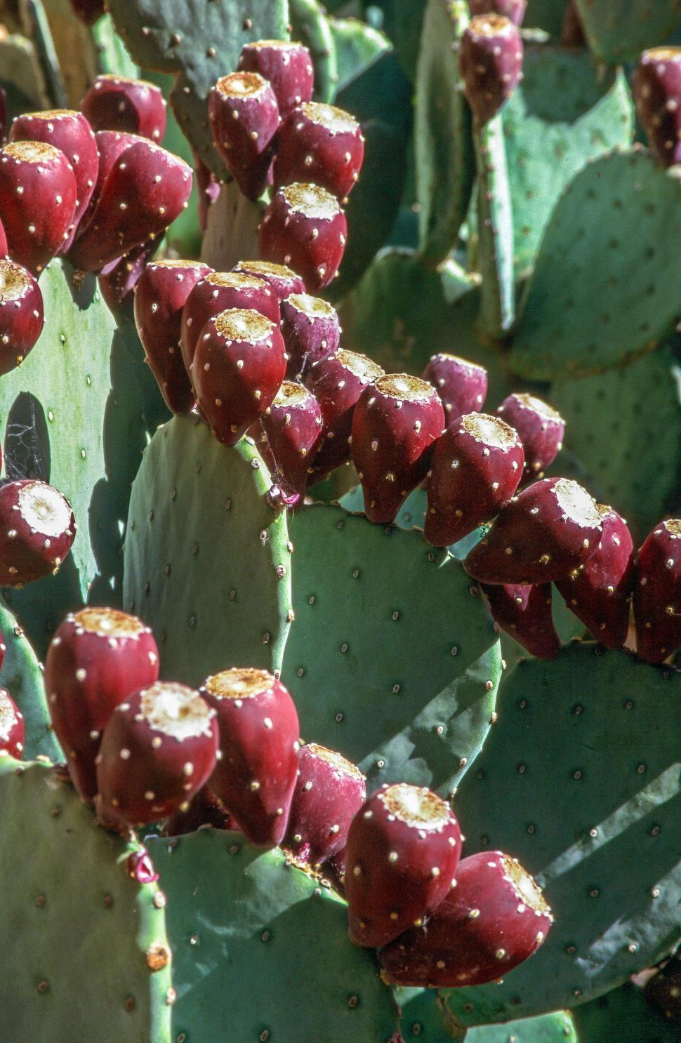 Free Image of Cactus fruit 
