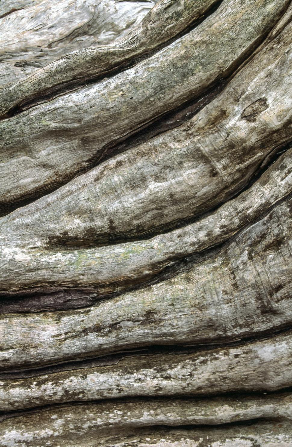 Free Image of Close-up of wood on the beach 
