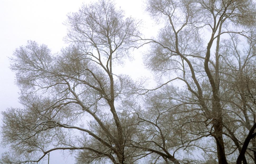 Free Image of Bare Trees 