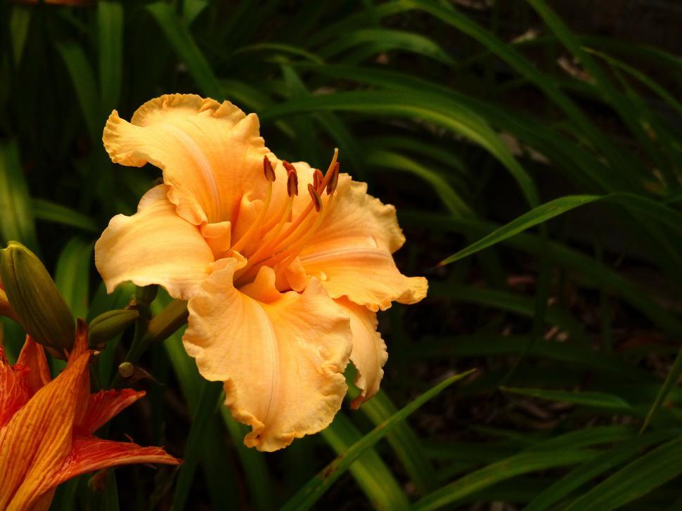 Free Image of Day Lily  Captured Angel  