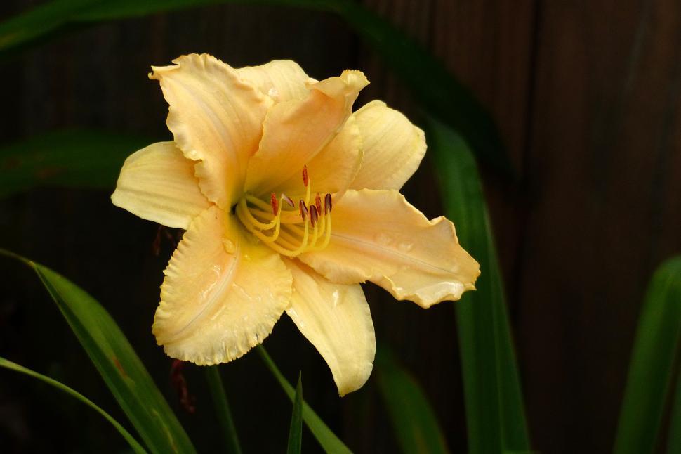 Free Image of Day Lily  Nature Girl  