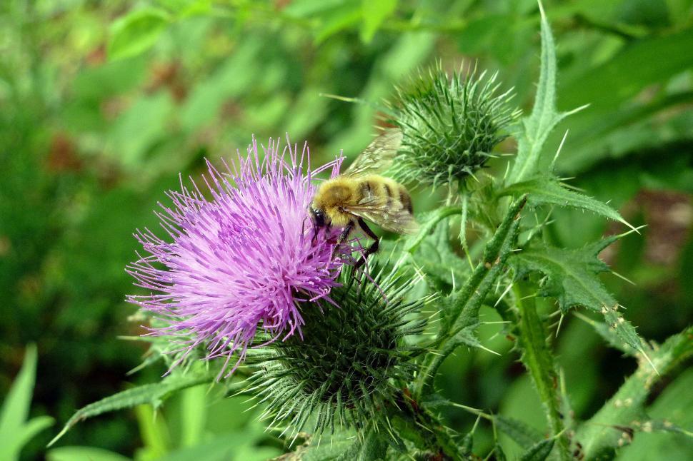 Free Image of Honey Bee and Thistle Flower 
