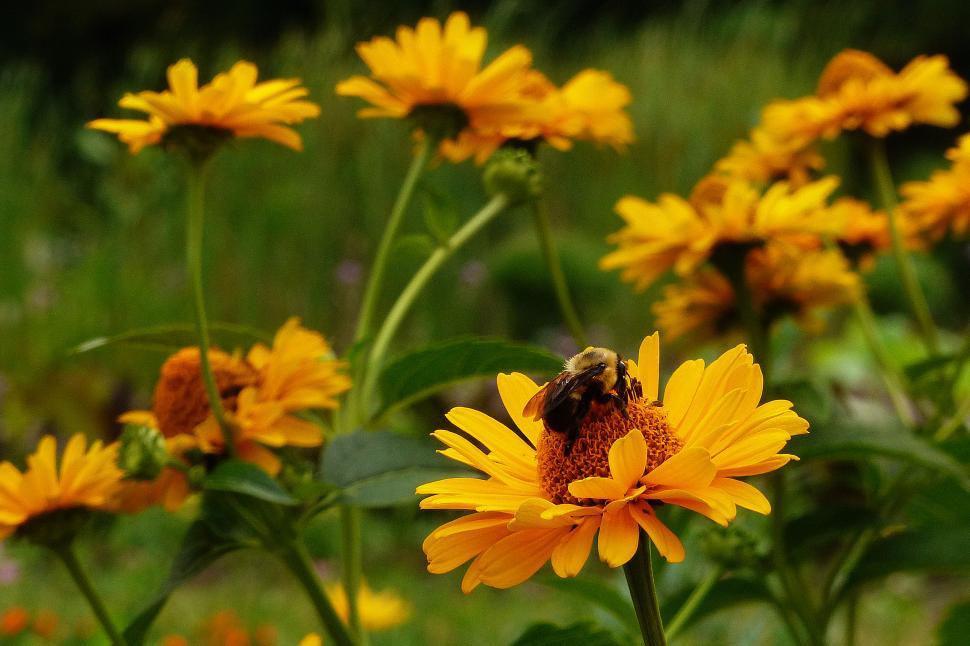 Free Image of Honey Bee and Yellow Flowers 