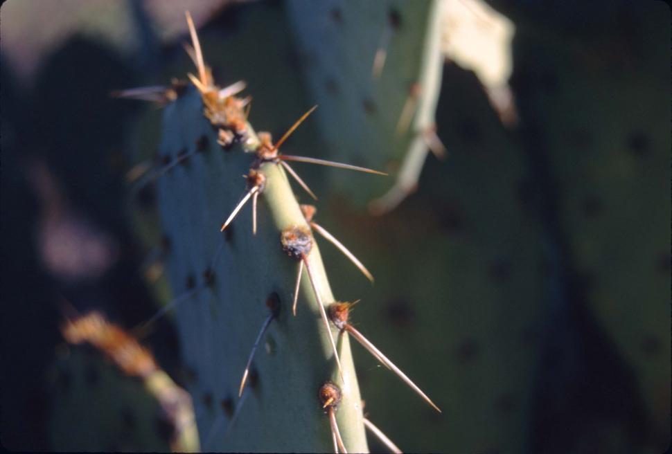 Free Image of Prickly pear cactus spines 