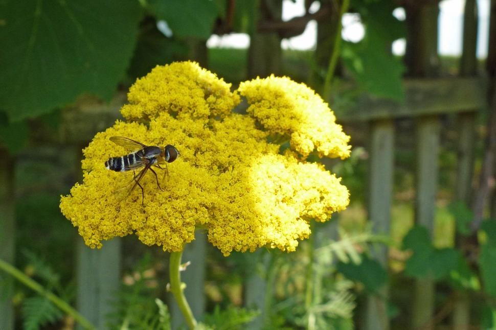 Free Image of Hoverfly  