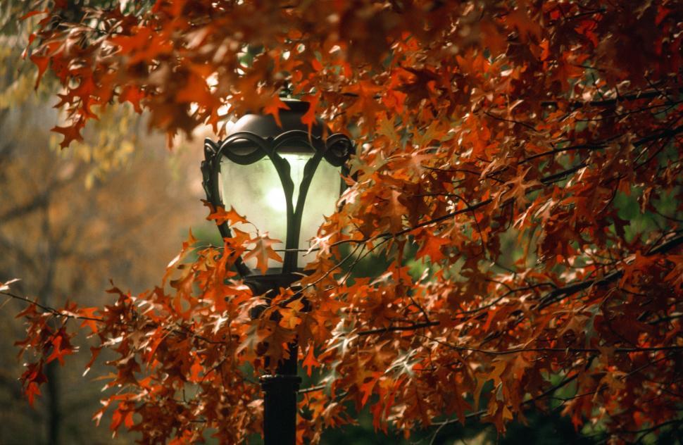 Free Image of Street Lamp in Fall 