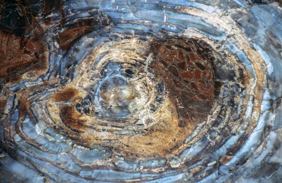 Free Image of Petrified wood slice 