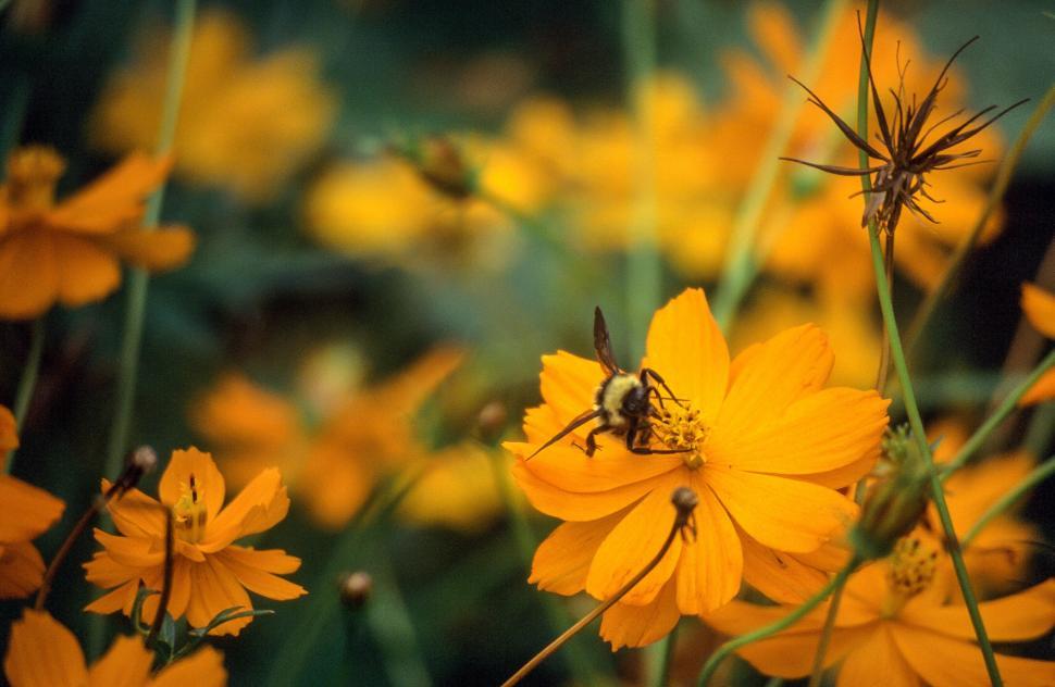 Free Image of Bees landing on flower 