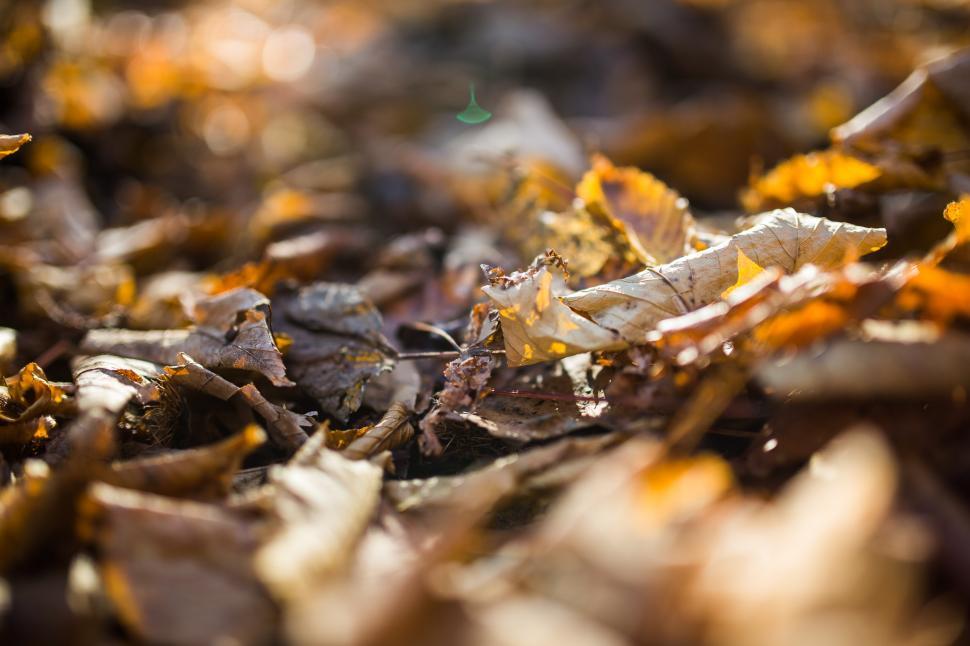 Free Image of Close Up of Leaves on the Ground 