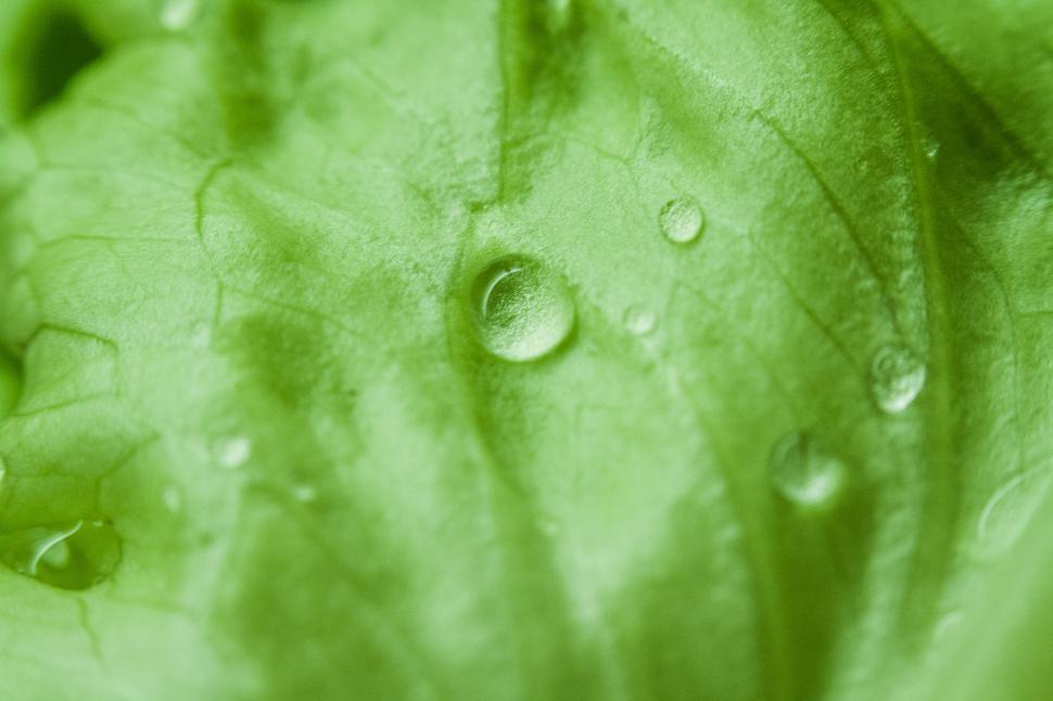 Free Image of Dewdrops Adorning a Leaf 