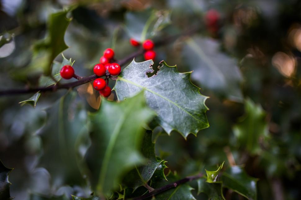 Free Image of Holly Plant With Red Berries and Green Leaves 