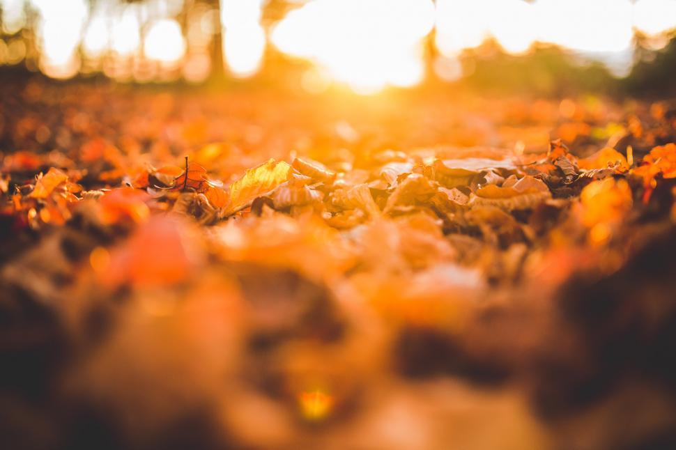 Free Image of Sun Shining Through Leaves on Ground 