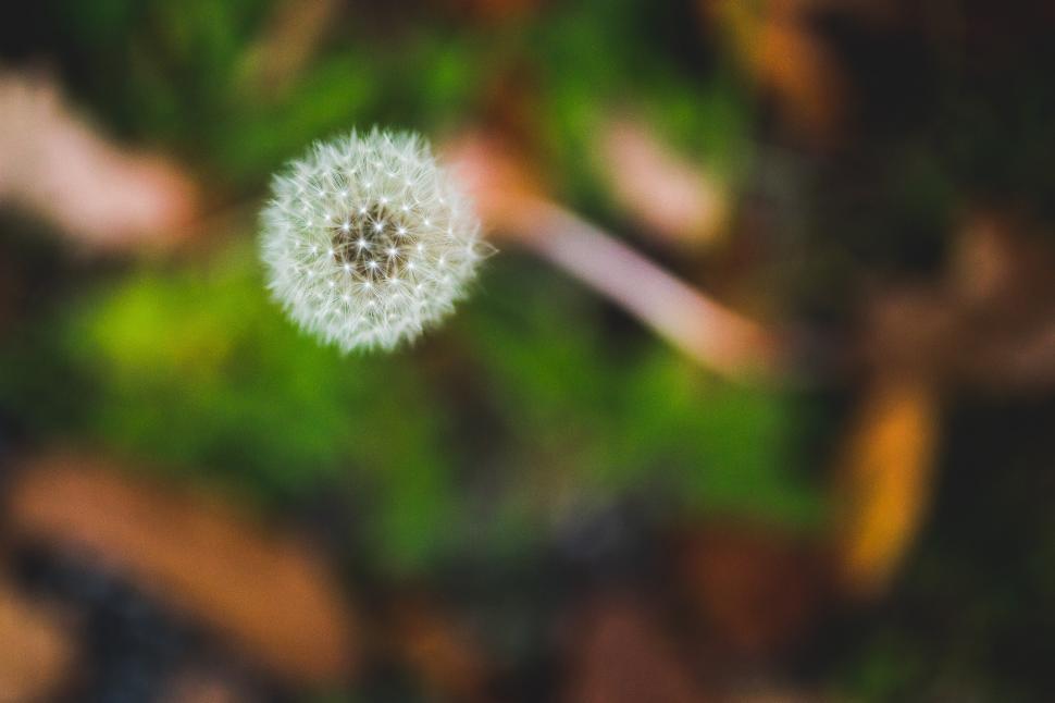 Free Image of Close Up of a Dandelion With Blurry Background 