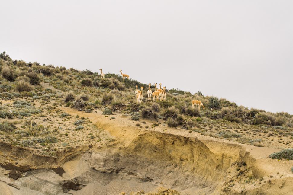 Free Image of Group of Animals Walking Up Hill 
