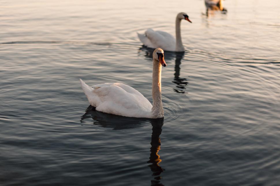 Free Image of Swans Swimming Gracefully on Lake Surface 