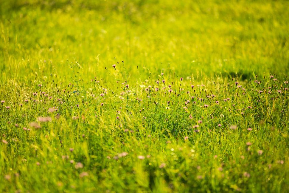 Free Image of Field of Green Grass With Small Flowers 