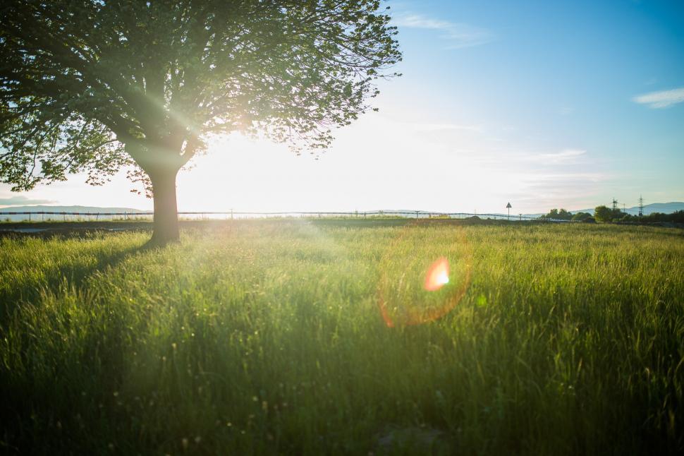 Free Image of Sunlit Tree in Grassy Field 