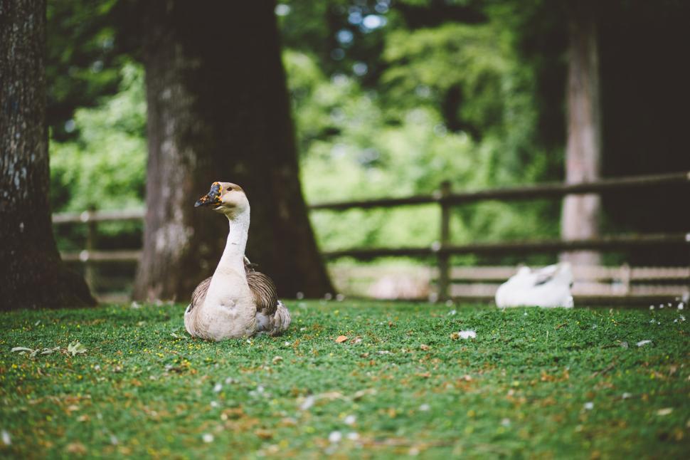 Free Image of Goose Sitting in Grass Near Tree 