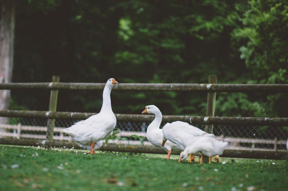 Free Image of Group of Geese Walking in Fenced Area 