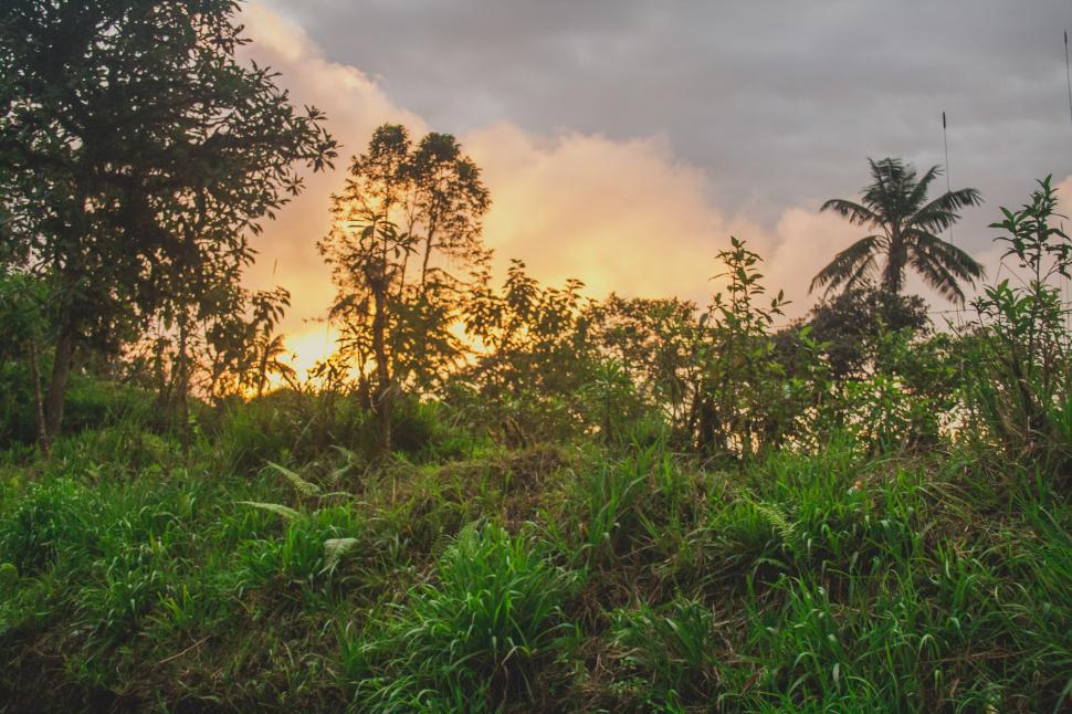 Free Image of Sun Setting Over Trees in the Jungle 