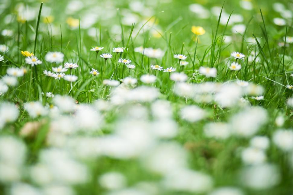 Free Image of Field of Green Grass With White and Yellow Flowers 
