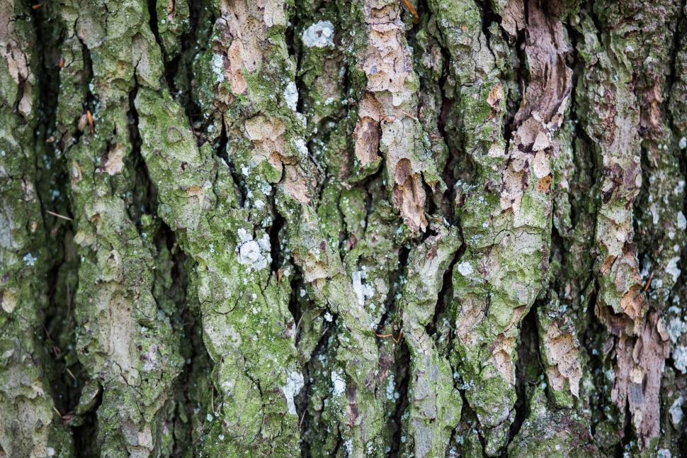 Free Image of Detailed Close-Up of Tree Bark 