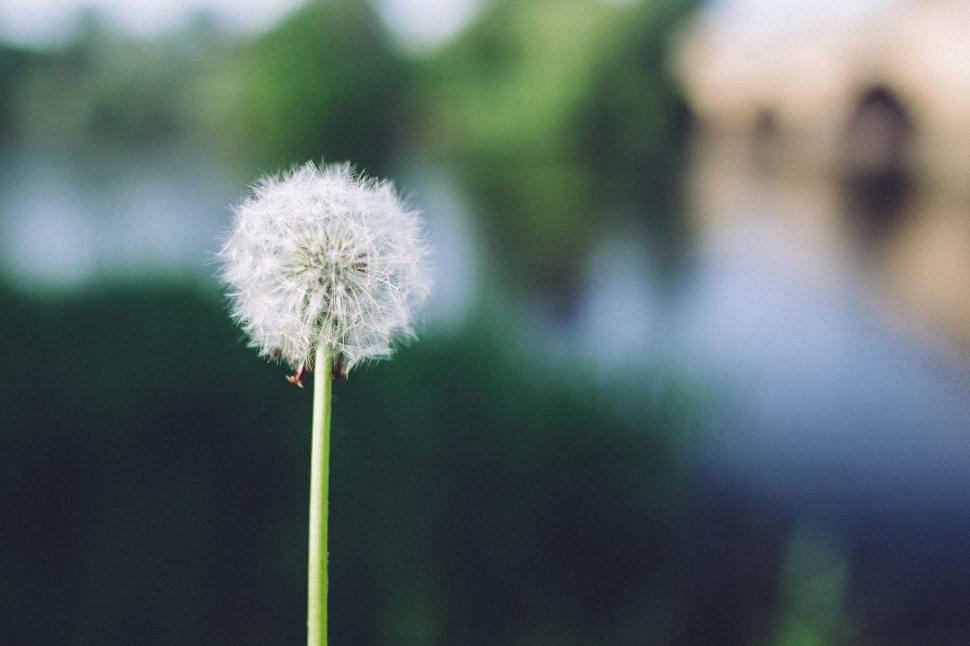 Free Image of Close Up of Dandelion With Blurry Background 