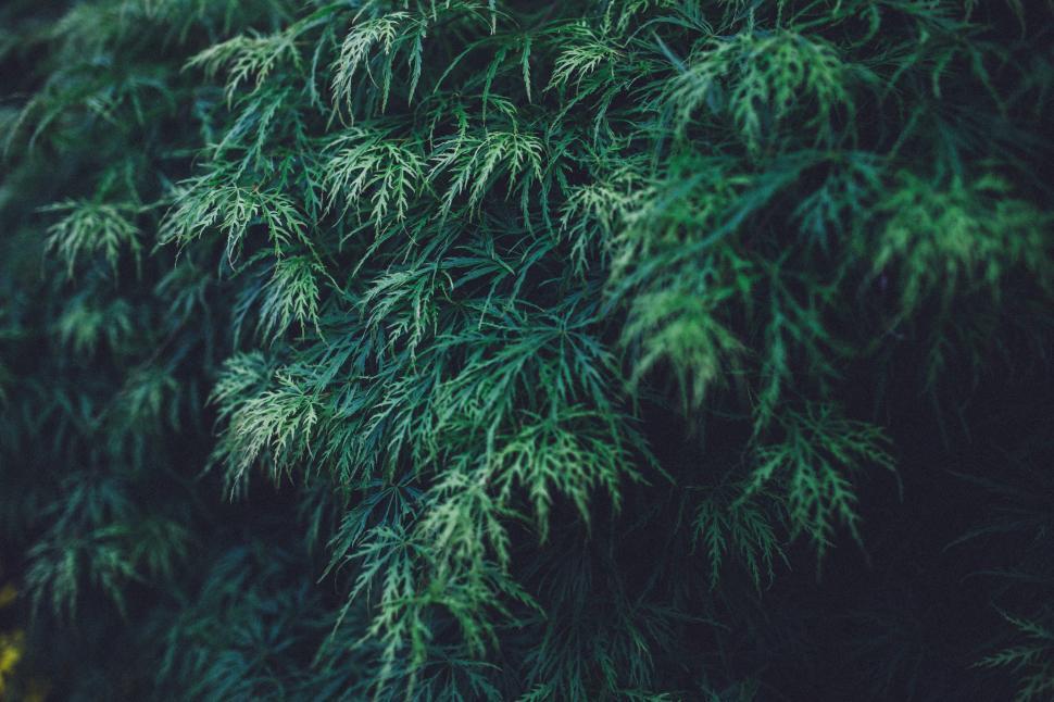 Free Image of Close Up of a Tree With Green Leaves 