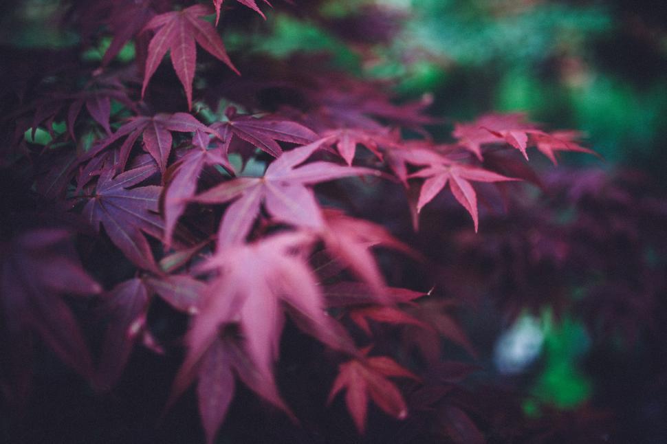Free Image of Close Up of a Tree With Red Leaves 
