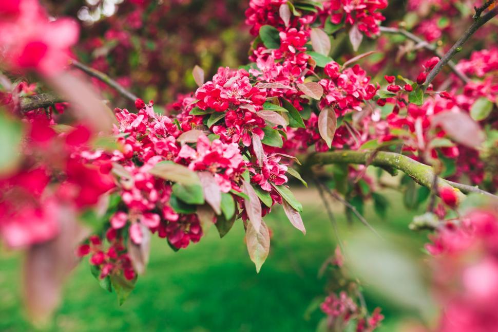 Free Image of Tree Filled With Red Flowers 