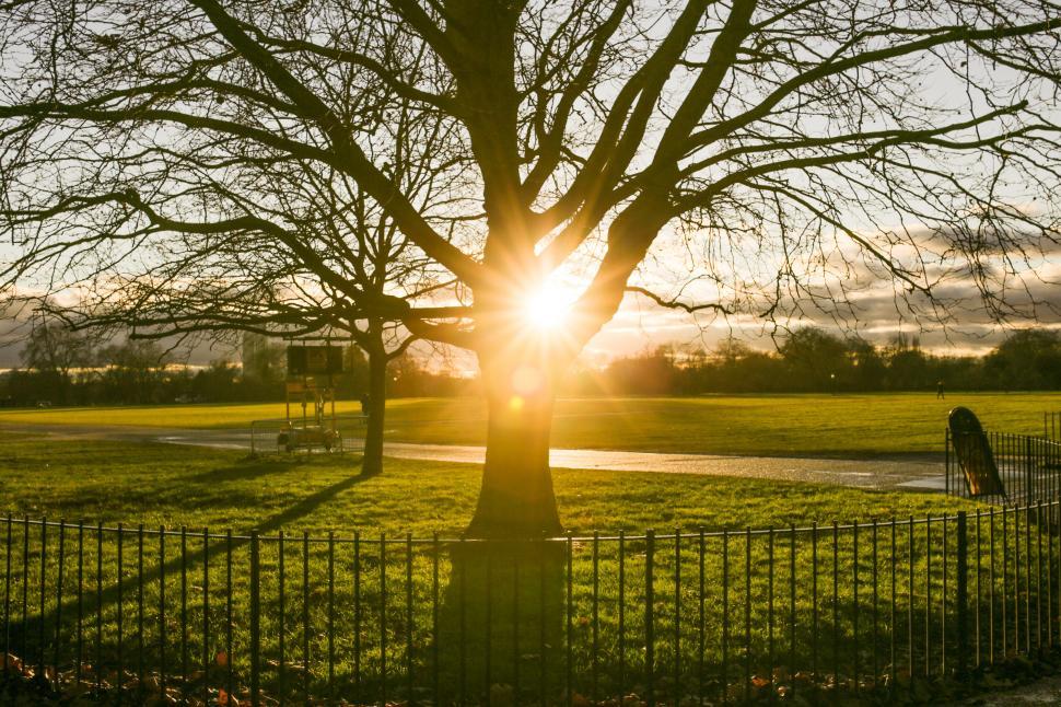 Free Image of Sun Setting Behind Tree in Park 
