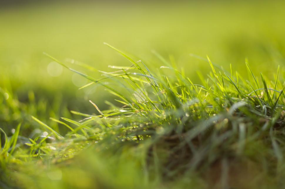 Free Image of Close Up of Grass With Blurry Background 