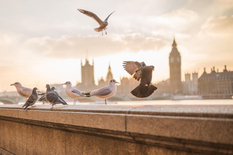 Free Image of Flock of Birds Standing on Top of a Bridge 
