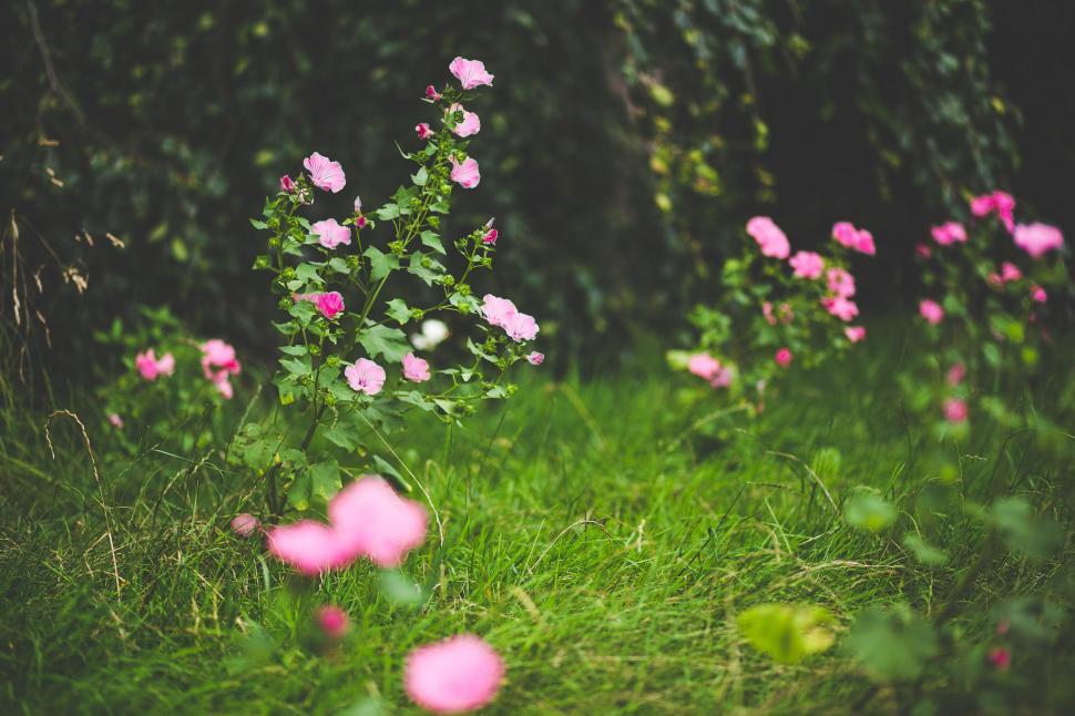 Free Image of Pink Flowers on Lush Green Field 