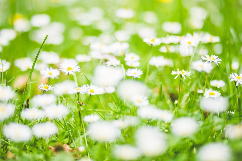 Free Image of Cluster of White Flowers in Grass 