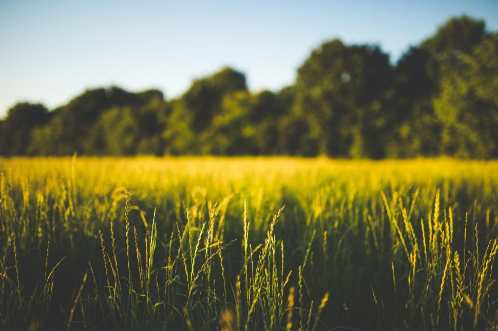 Free Image of Field of Grass With Trees in the Background 