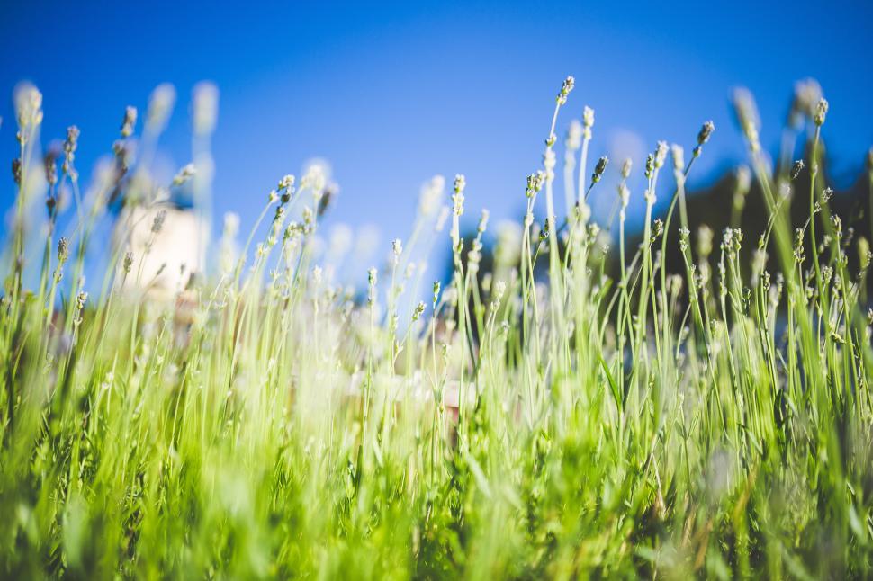 Free Image of Blurry Grass With House in Background 
