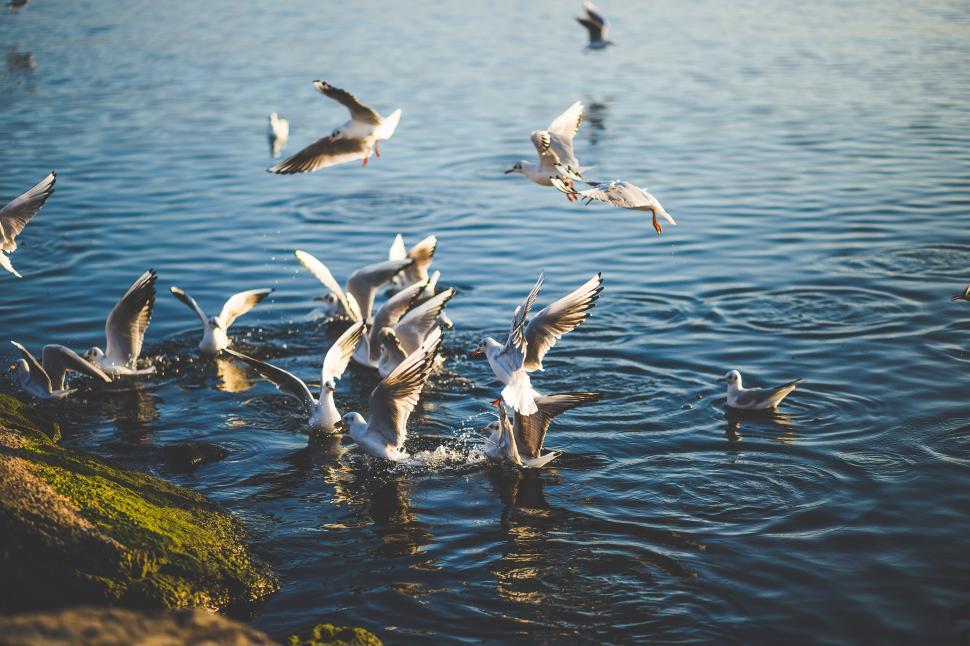 Free Image of A Flock of Birds Flying Over a Body of Water 