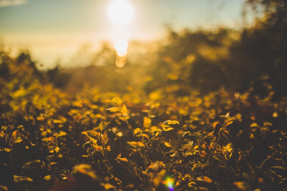 Free Image of Vibrant Field of Yellow Flowers With Setting Sun 