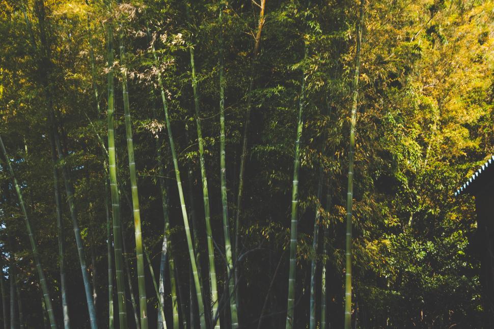 Free Image of Row of Tall Bamboo Trees Next to Forest 