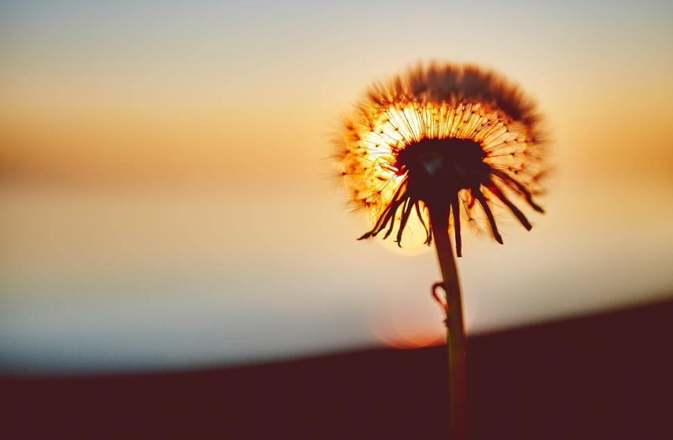 Free Image of Dandelion Silhouetted Against Setting Sun 