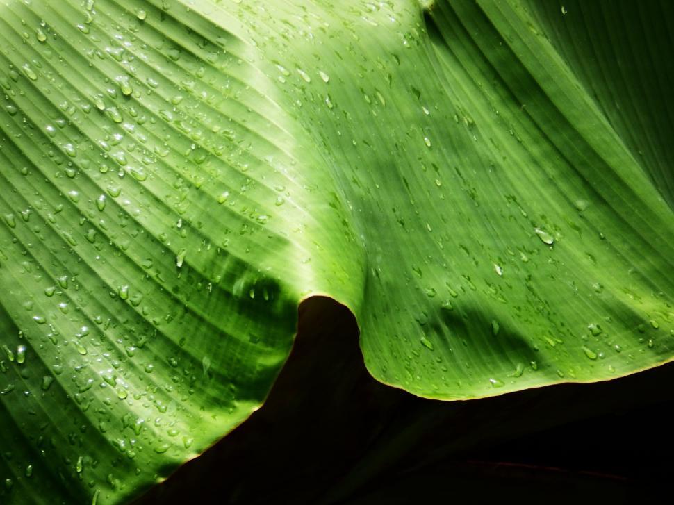 Free Image of Water droplets on banana leaf  