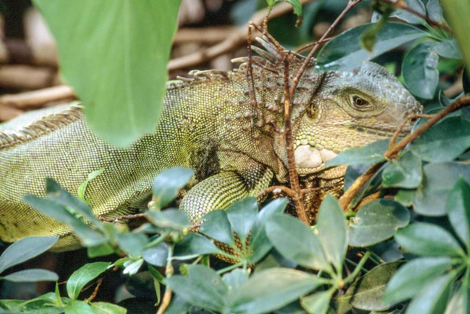Free Image of Green iguana 