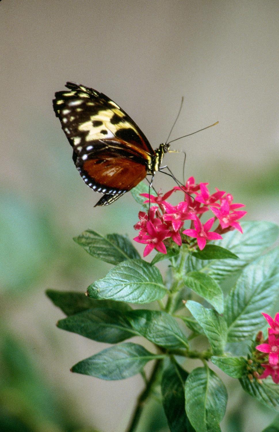 Free Image of Butterfly on flower 